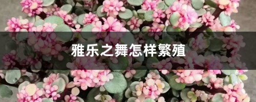 雅乐之舞怎样繁殖，为什么长的慢