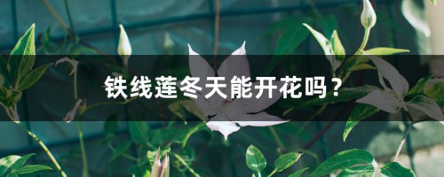 铁线莲冬天能开花吗？