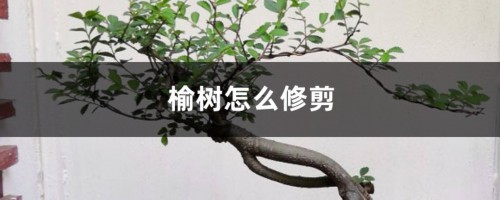 榆树怎么修剪