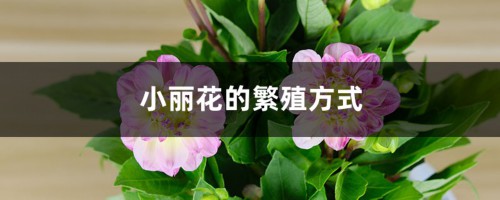 小丽花的繁殖方式