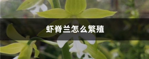 虾脊兰怎么繁殖