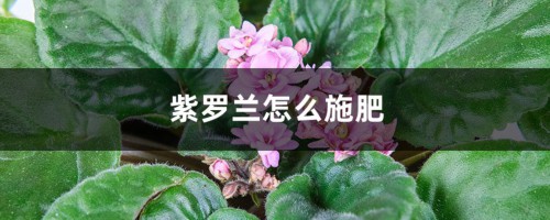 紫罗兰怎么施肥